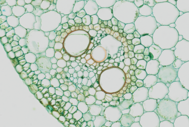 App image APX100 Corn stem cell
